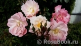 Roseromantic(-)