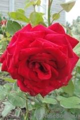 Grande Amore Grande Amore