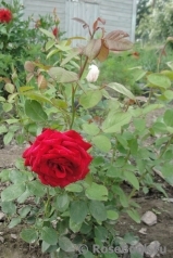 Grande Amore Grande Amore