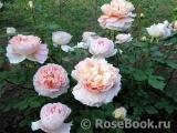 Abraham Darby Abraham Darby