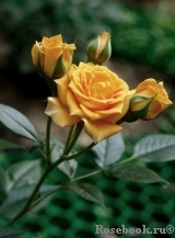 Apricot Clementine Apricot Clementine