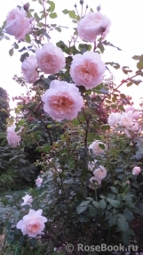 Crocus Rose® Crocus Rose®