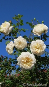 Crocus Rose® Crocus Rose®