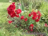 Austriana ® Austriana ®