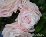 Rosa Belmonte Rosa Belmonte
