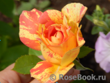 Rose des Cisterciens Rose des Cisterciens