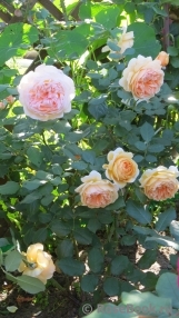 Crown Princess Margareta® Crown Princess Margareta®