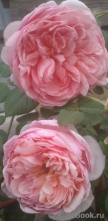 Abraham Darby Abraham Darby