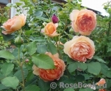 Lady of Shalott Lady of Shalott