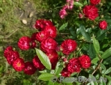 Alberich Cl. Alberich Cl.