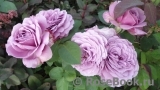 Lavender Ice Lavender Ice