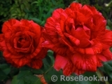 Red Intuition Red Intuition