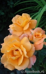 Orange Senta Orange Senta