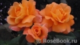 Orange Senta Orange Senta
