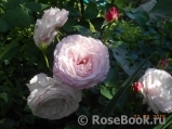 Kordes' Rosenfaszination ® Kordes' Rosenfaszination ®