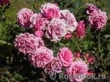 Rajah's Rose Rajah's Rose
