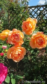 Lady of Shalott Lady of Shalott