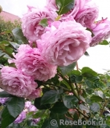 Kordes' Rosenfaszination ® Kordes' Rosenfaszination ®