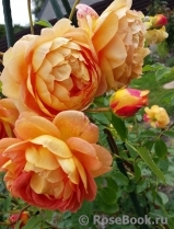 Lady of Shalott Lady of Shalott