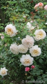Crocus Rose® Crocus Rose®