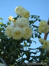Elfe Elfe