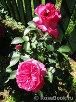Ivor's Rose Ivor's Rose
