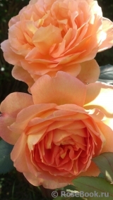 Lady of Shalott Lady of Shalott