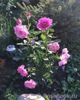 Violette Parfumee Violette Parfumee