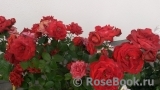 Terracotta ® Terracotta ®