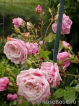 Blossomtime Blossomtime