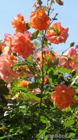 Westerland Westerland