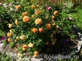 Lady of Shalott Lady of Shalott