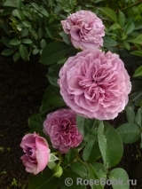 Lavender Ice Lavender Ice