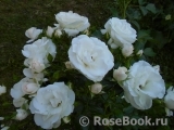 Aspirin Rose Aspirin Rose