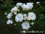 Aspirin Rose Aspirin Rose