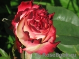 Spanish Dancer Spanish Dancer