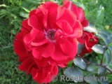 Roter Korsar Roter Korsar