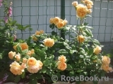 Crown Princess Margareta® Crown Princess Margareta®