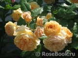 Crown Princess Margareta® Crown Princess Margareta®