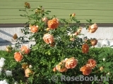 Lady of Shalott Lady of Shalott