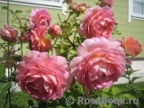 Jubilee Celebration® Jubilee Celebration®