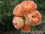 Lady of Shalott Lady of Shalott