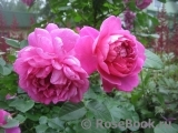 Princess Anne Princess Anne