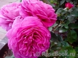 Heidi Klum Rose Heidi Klum Rose