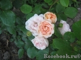 Bordure Nacree Bordure Nacree