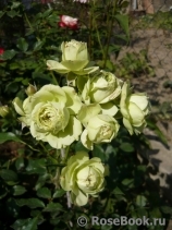Lovely Green ® Lovely Green ®