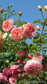 Abraham Darby Abraham Darby