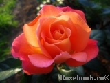 Rosemary Harkness Rosemary Harkness