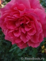 Rosarium Uetersen Rosarium Uetersen