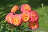 Gartenspass ® Gartenspass ®